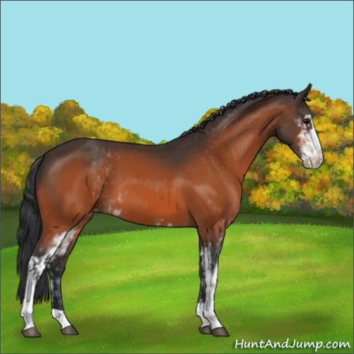 Horse Color:Bay Sabino Appaloosa  and Bay Sabino Appaloosa 