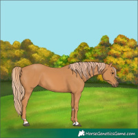 Horse Color:Chestnut 