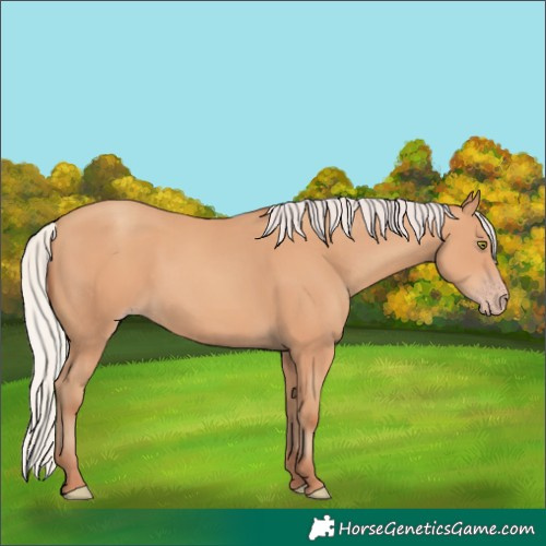 Horse Color:Silver Amber Champagne 