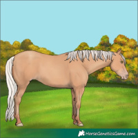 Horse Color:Silver Amber Champagne