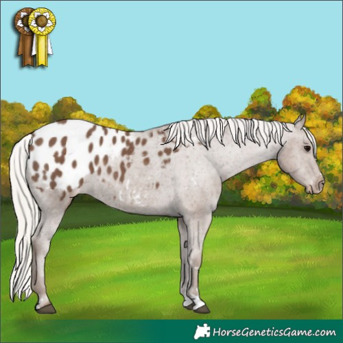 Horse Color:Silver Black Appaloosa 