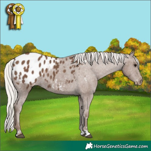 Horse Color:Silver Black Appaloosa 