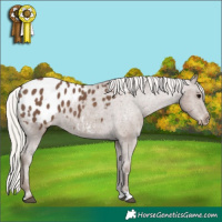 Horse Color:Silver Black Appaloosa 