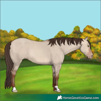 Horse Color:Amber Champagne Dun 