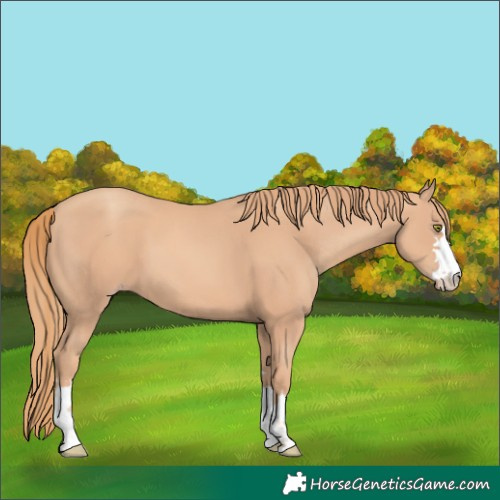 Horse Color:Gold Champagne 