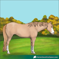 Horse Color:Gold Champagne 