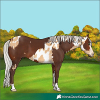 Horse Color:Silver Sable Cream Champagne Near Leopard  and Silver Brown 