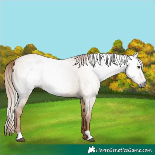 Horse Color:Gray Red Dun 