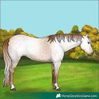 Horse Color:Gray Red Dun 