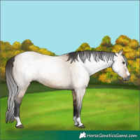 Horse Color:Gray Bay Dun 