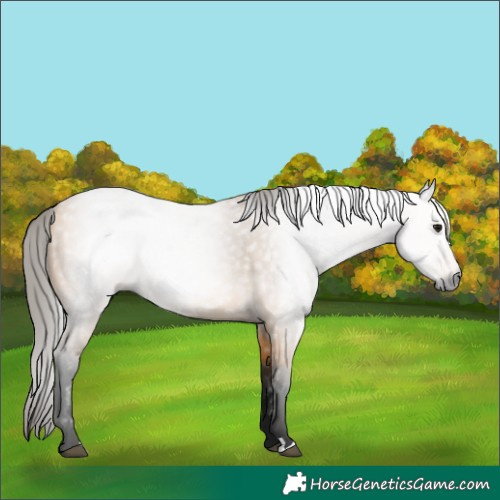 Horse Color:Gray Buckskin 
