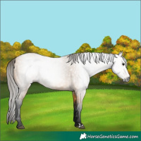 Horse Color:Gray Buckskin 