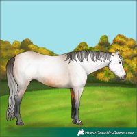 Horse Color:Gray Buckskin 