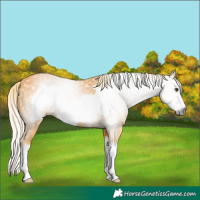 Horse Color:Gray Palomino Splash Frame 