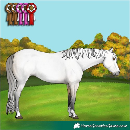 Horse Color:Gray Buckskin Dun