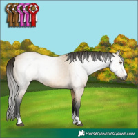 Horse Color:Gray Buckskin Dun 
