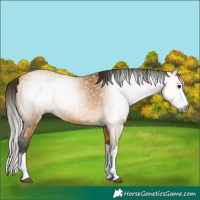 Horse Color:Gray Buckskin Splash 