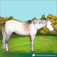 Horse Color:Gray Buckskin Splash 