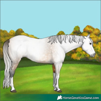 Horse Color:Gray Buckskin Splash 