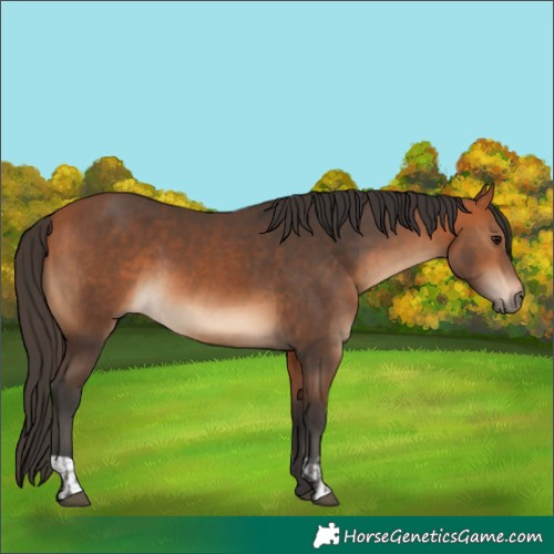 Horse Color:Bay  and Bay 