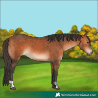 Horse Color:Bay  and Bay 