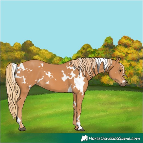 Horse Color:White Spotted Chestnut 