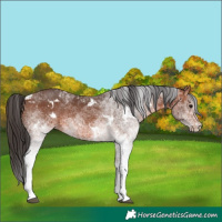 Horse Color:White Spotted Bay 