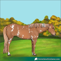 Horse Color:White Spotted Chestnut 