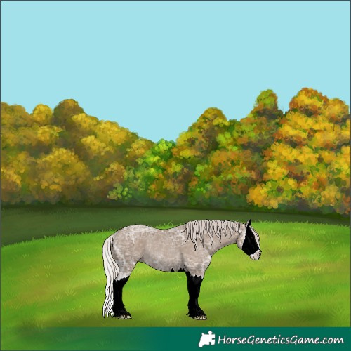 Horse Color:Silver Grullo Ice Sabino Splash Rabicano