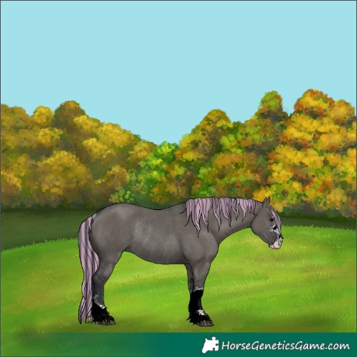 Horse Color:Painted Grullo Rabicano 