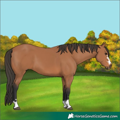 Horse Color:Bay 