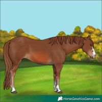 Horse Color:Chestnut 