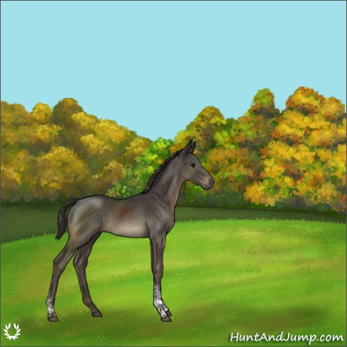 Horse Color:Smoky Black Tobiano