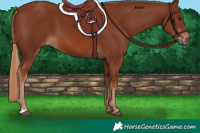 Horse Color:Chestnut 