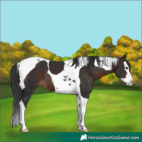 Horse Color:Brown Splash Tobiano 