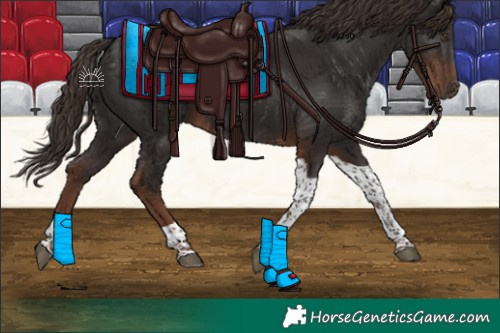 Horse Color:Liver Chestnut Tobiano 