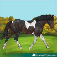 Horse Color:Brown Tobiano 