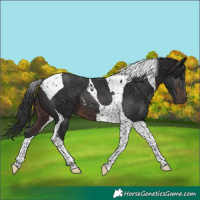 Horse Color:Brown Tobiano 