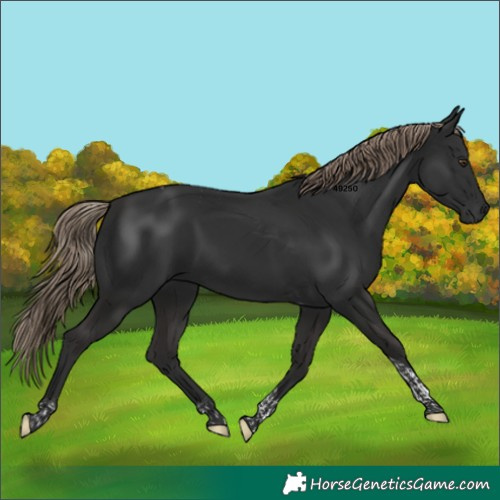 Horse Color:Liver Chestnut Tobiano Rabicano 