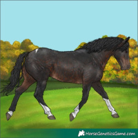 Horse Color:Brown Tobiano Rabicano 