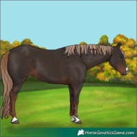 Horse Color:Liver Chestnut 
