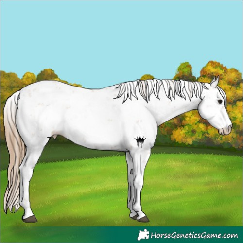 Horse Color:Black Pearl Sabino 