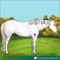 Horse Color:Black Pearl Sabino 