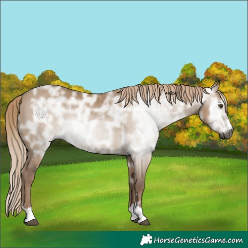 Horse Color:Gray Chocolate Palomino Ice Dun 