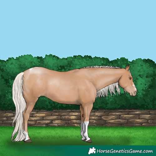 Horse Color:Silver Black Pearl Sabino Tobiano Rabicano 