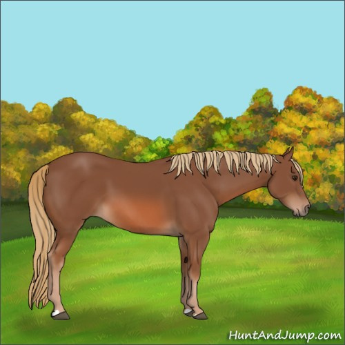 Horse Color:Unknown 