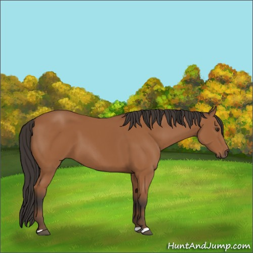 Horse Color:Unknown 