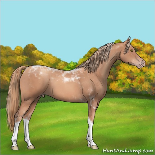 Horse Color:Gold Champagne Tobiano 