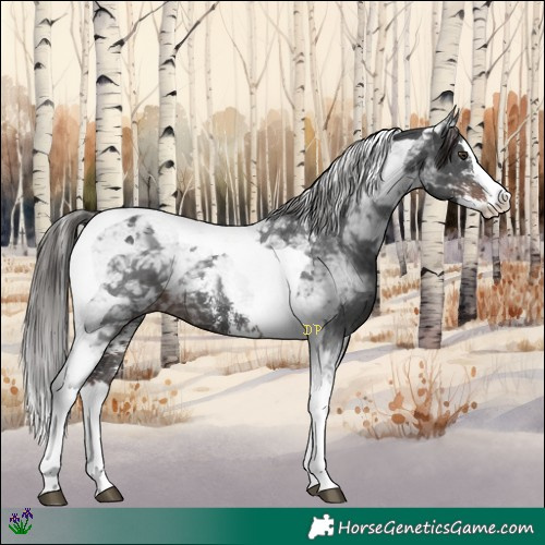 Horse Color:Liver Chestnut Sabino Splash Tobiano 