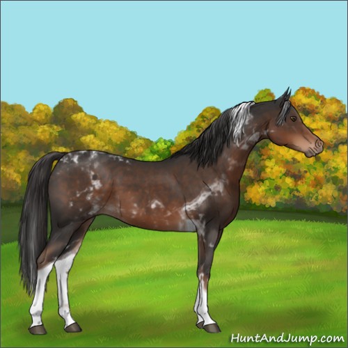 Horse Color:Liver Chestnut Tobiano 